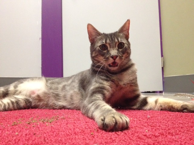 Loki (Image Credits: Flickr)