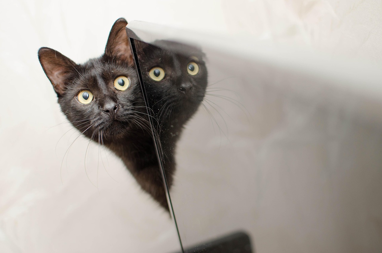 Conclusion: Understanding Cats Beyond the Mirror (Image Credits: Pixabay)