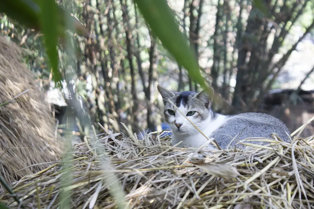 A Throwback to Your Cat's Wild Ancestors (Image Credits: Unsplash)