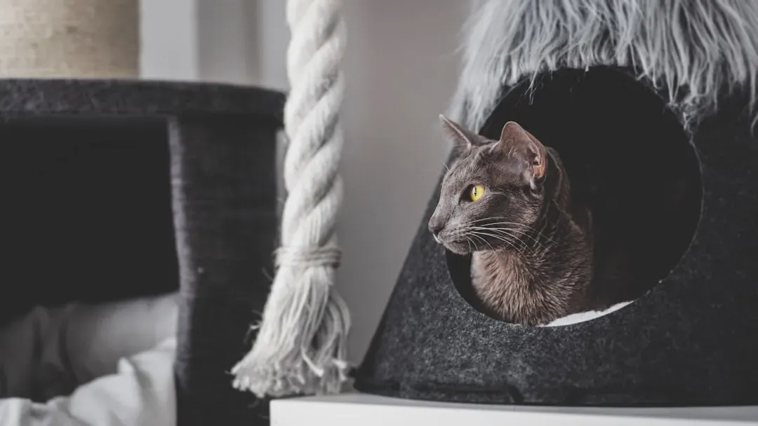 #8 - Their Internal Thermostat Is Failing (Image Credits: Unsplash)