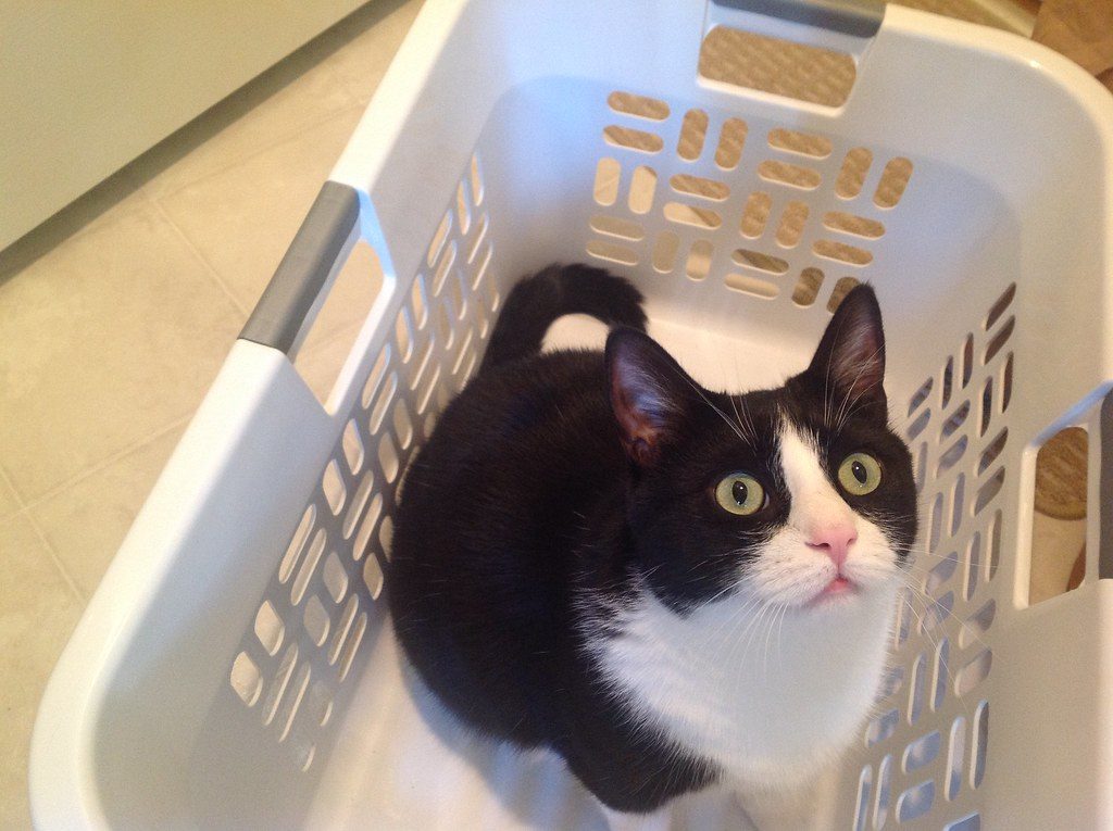 The Perfect Hiding Spot With Built-In Spy Holes (Image Credits: Flickr)