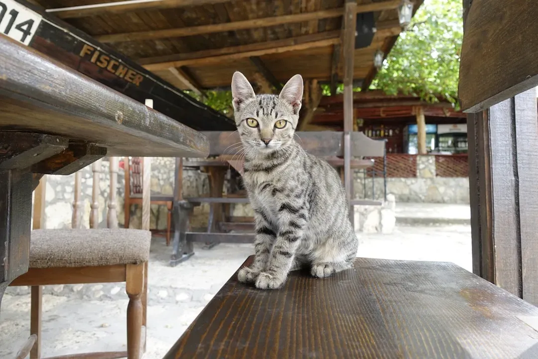 Regular Veterinary Care Prevents Problems Before They Start (Image Credits: Unsplash)