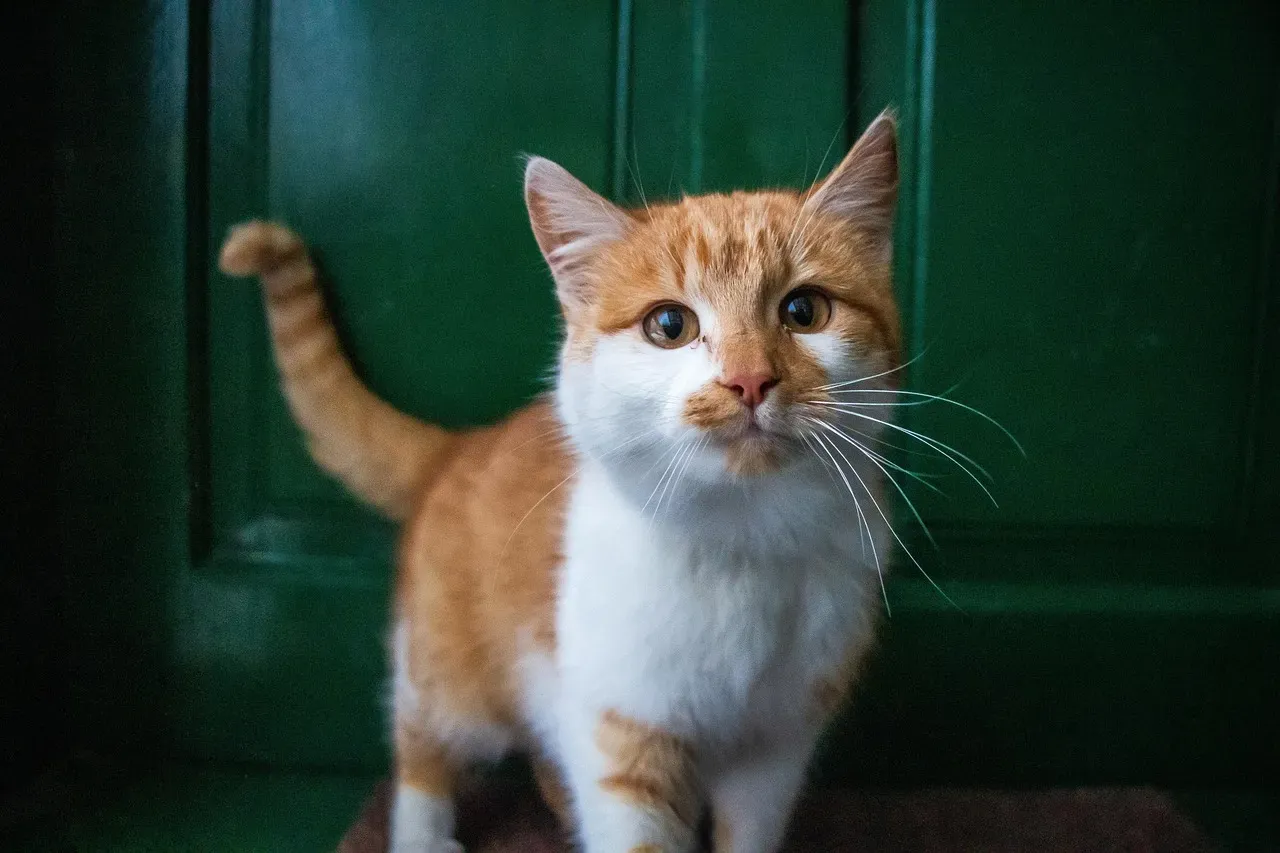 Object Permanence: Your Cat Knows You Still Exist When You Leave (Image Credits: Pixabay)