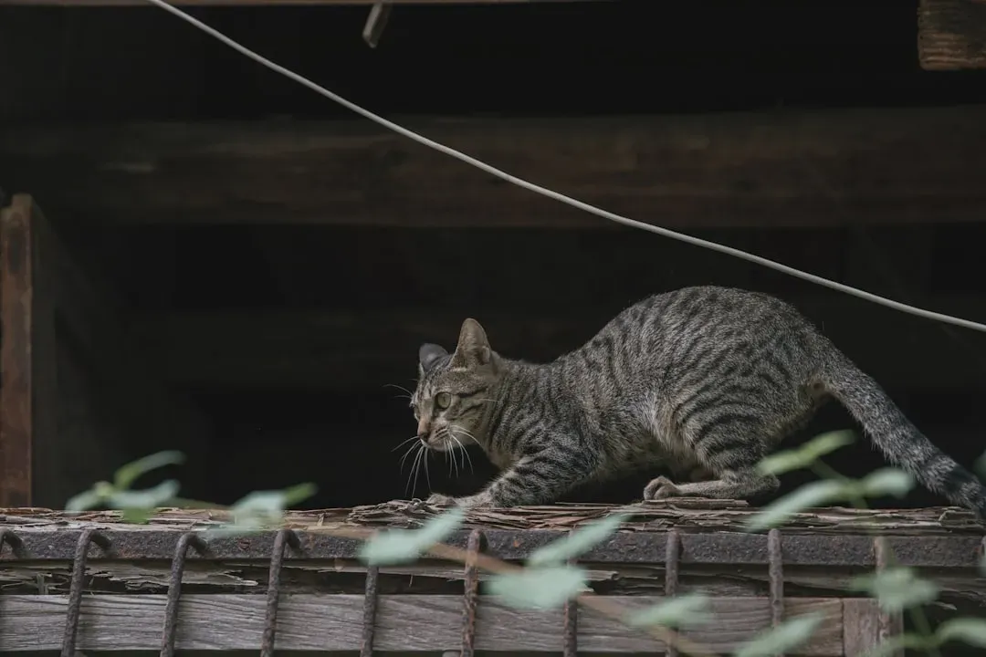 Inherited From Wild Ancestors (Image Credits: Unsplash)