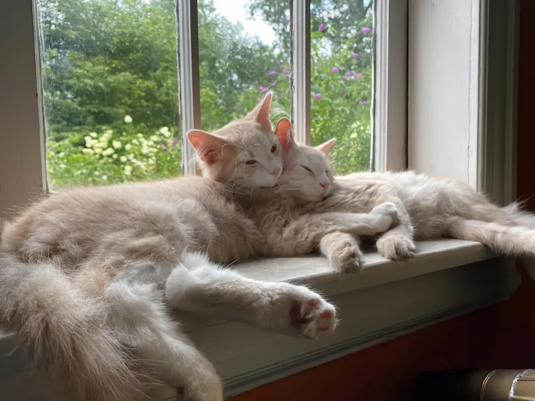 How You Can Support a Harmonious Multi-Cat Home (Image Credits: Unsplash)