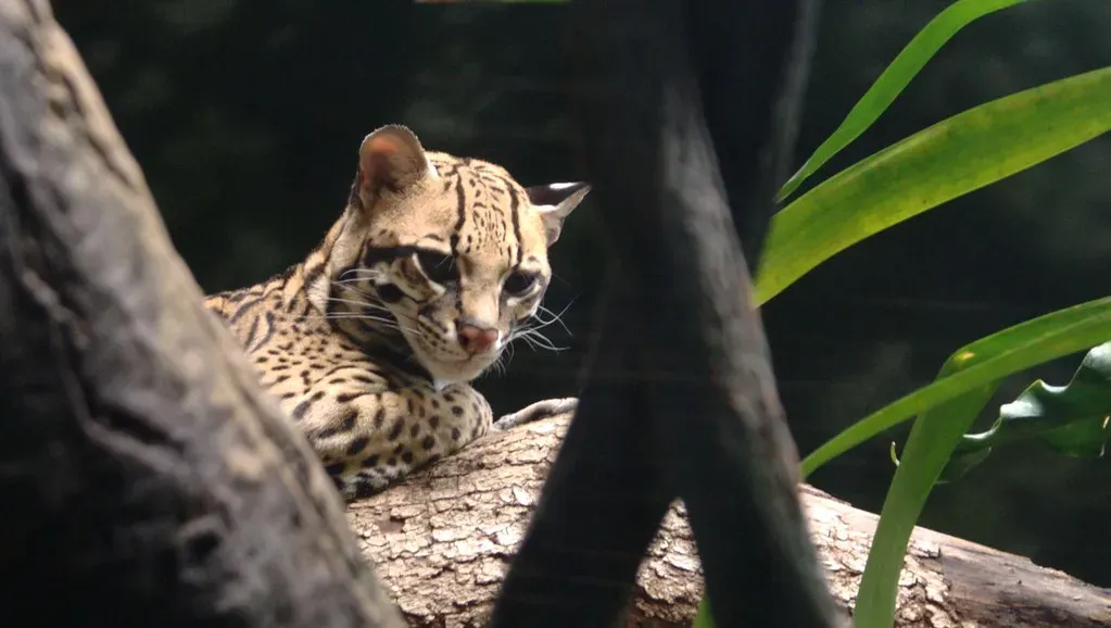 4. Disruptive Camouflage That Fools the Forest (Skrewtape, Flickr, CC BY-SA 2.0)