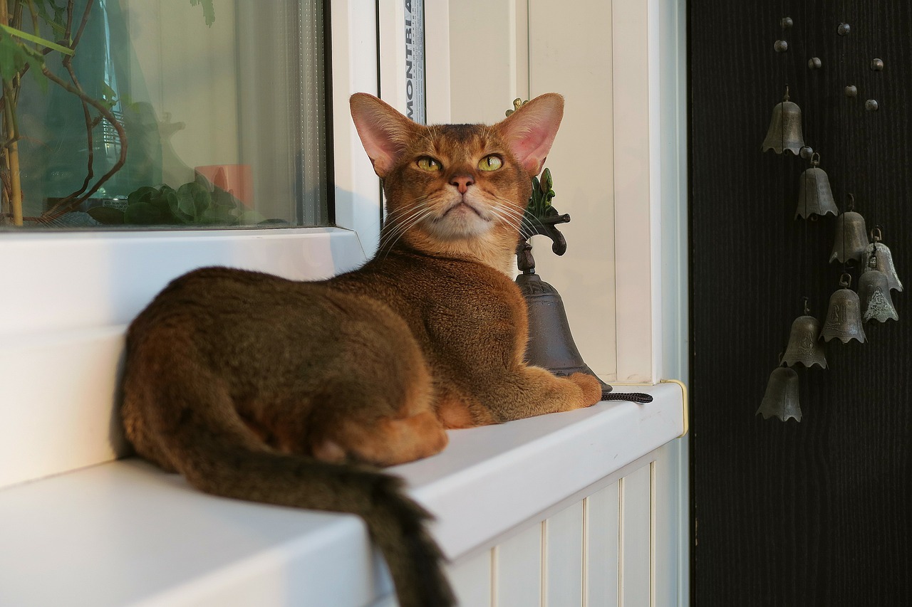 Abyssinian Cats - The Perpetual Motion Machines (Image Credits: Pixabay)