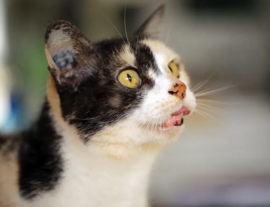 Myth 5: Weight Loss in Senior Cats Is Expected and Normal (Image Credits: Flickr)