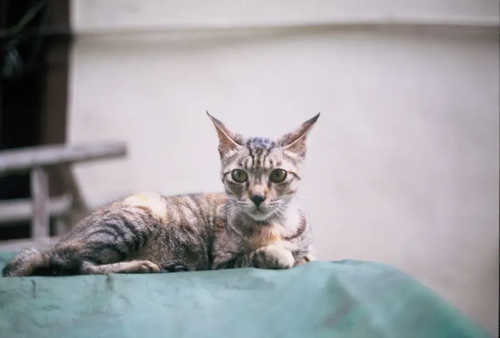 3. Ignoring Their Need for Quiet and Calm (阿蠻Amanda, Flickr, CC BY-SA 2.0)