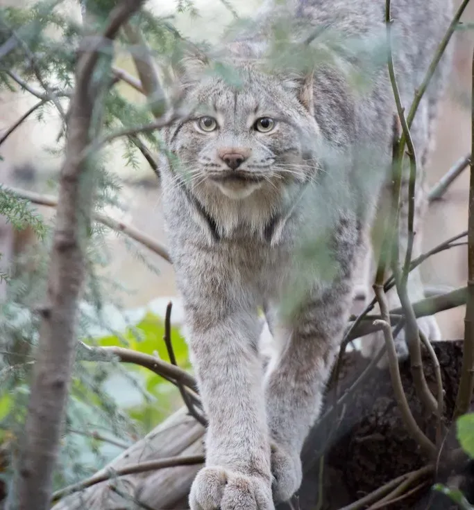 7. Live a Mostly Solitary, Stealth‑First Life in the Wilderness (Image Credits: Flickr)