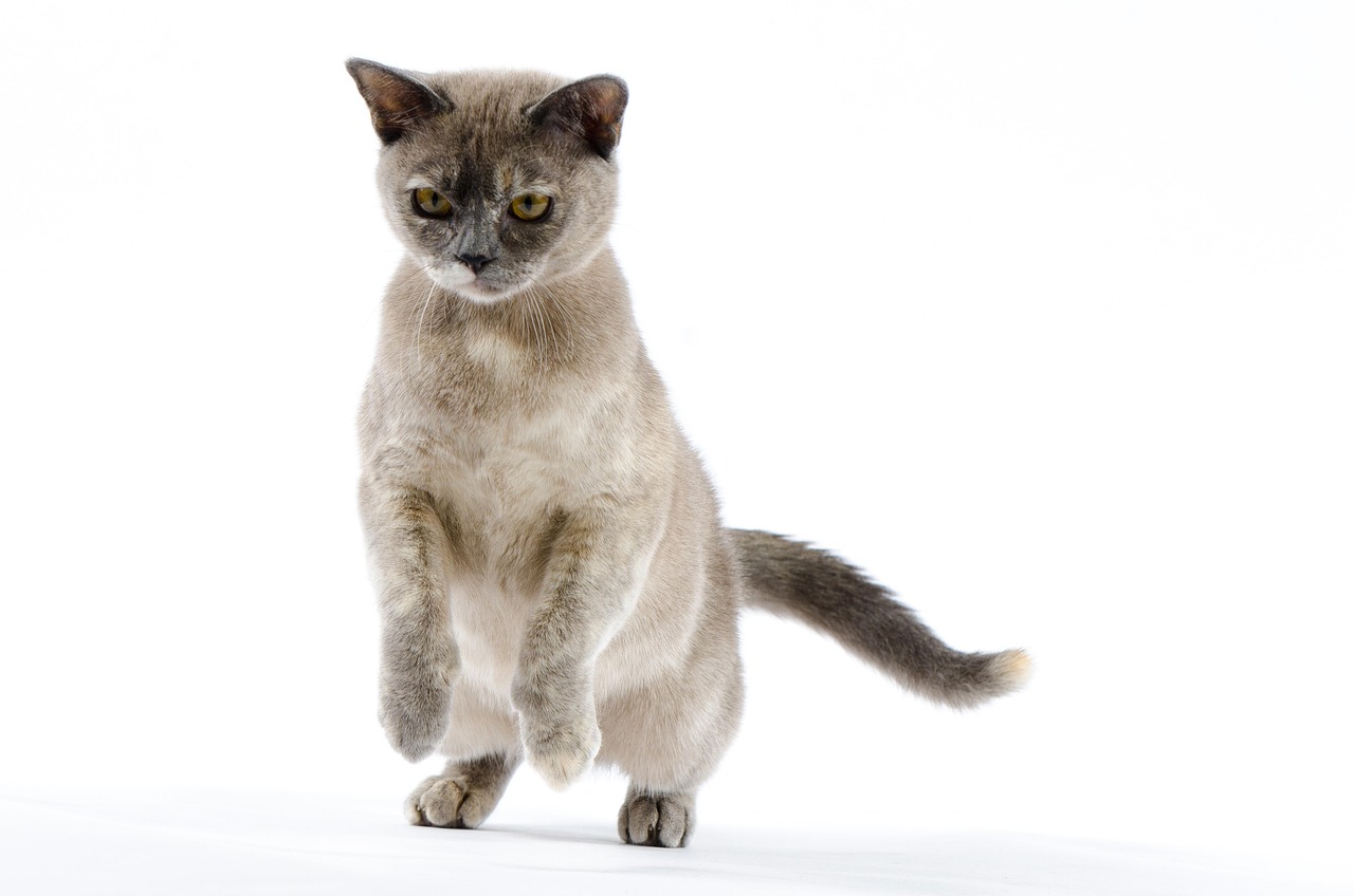 Burmese Cats - The Velcro Athletes (Image Credits: Pixabay)