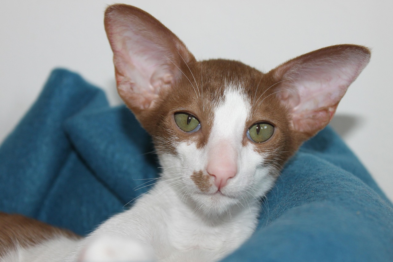 Oriental Shorthair - The Devoted Shadow (Image Credits: Pixabay)