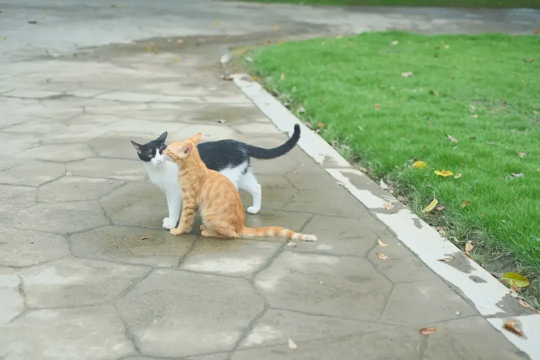 The Thrashing Whip: Back Off Now (Image Credits: Unsplash)