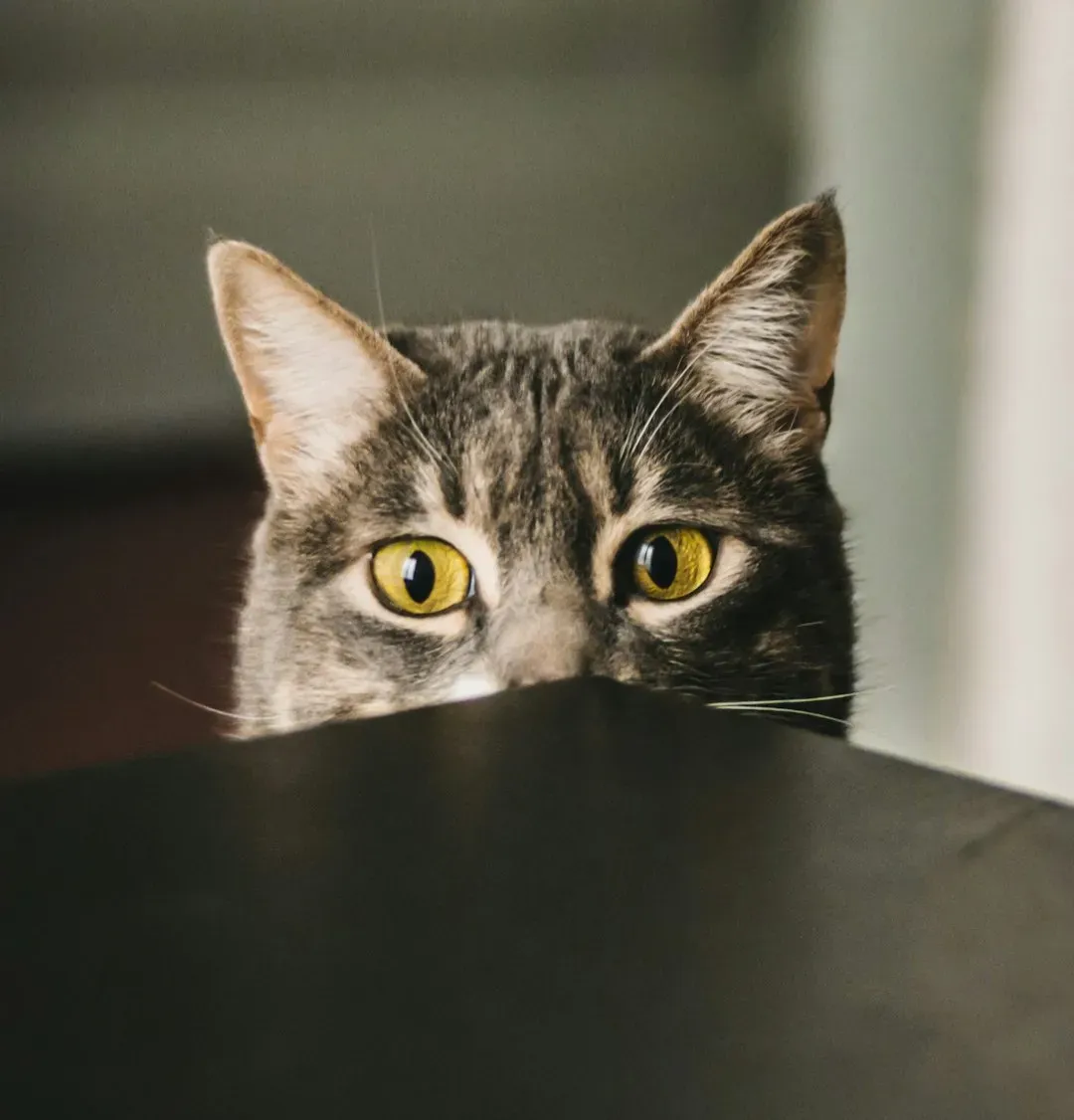 8. Literally Anything Near the Edge: Curiosity and Edge-Testing Instincts (Image Credits: Unsplash)