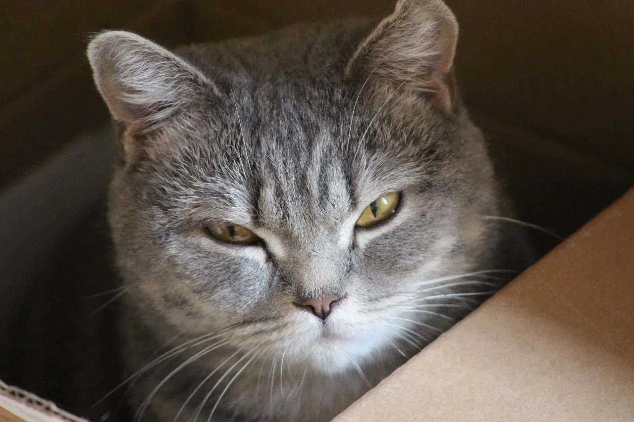 7. Sitting in Tiny Boxes and Cramped Spaces (Image Credits: Pixabay)