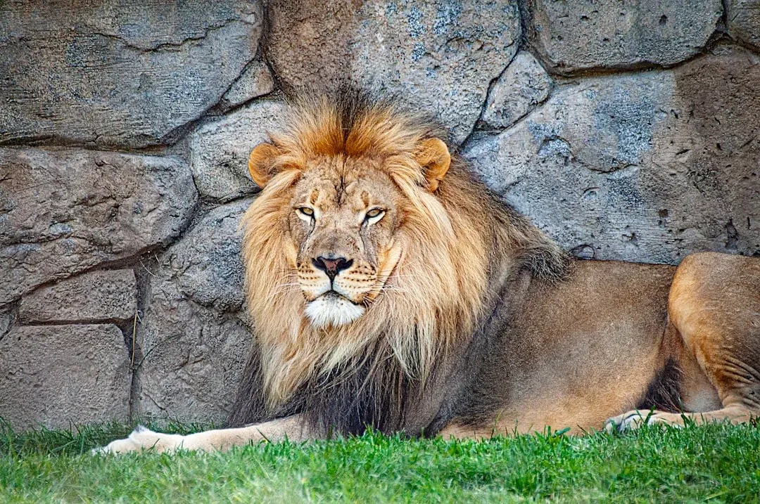 Male Lions Are Not Just Lazy Free-Loaders (Image Credits: Unsplash)