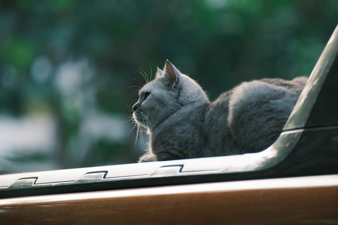 Your Cat May Have an Internal GPS System (Image Credits: Unsplash)