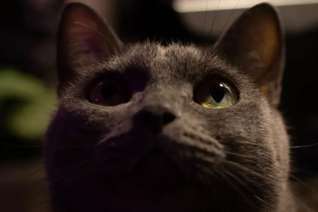 Their Eyes Hold a Different Kind of Gaze (Image Credits: Unsplash)