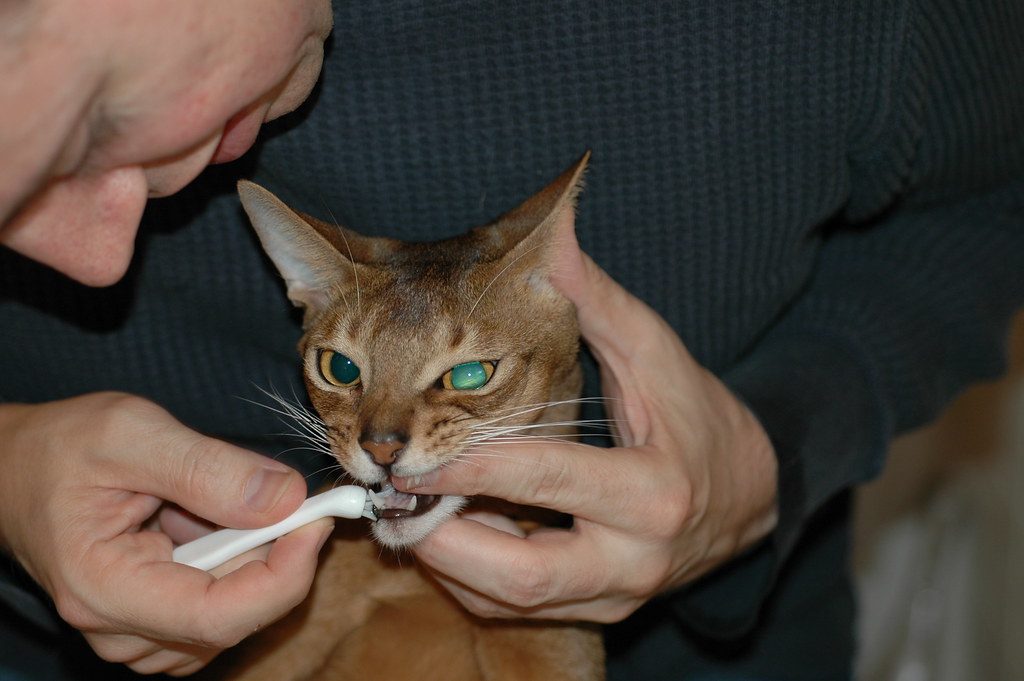 Your Cat's Teeth, Your Cat's Future (Image Credits: Flickr)