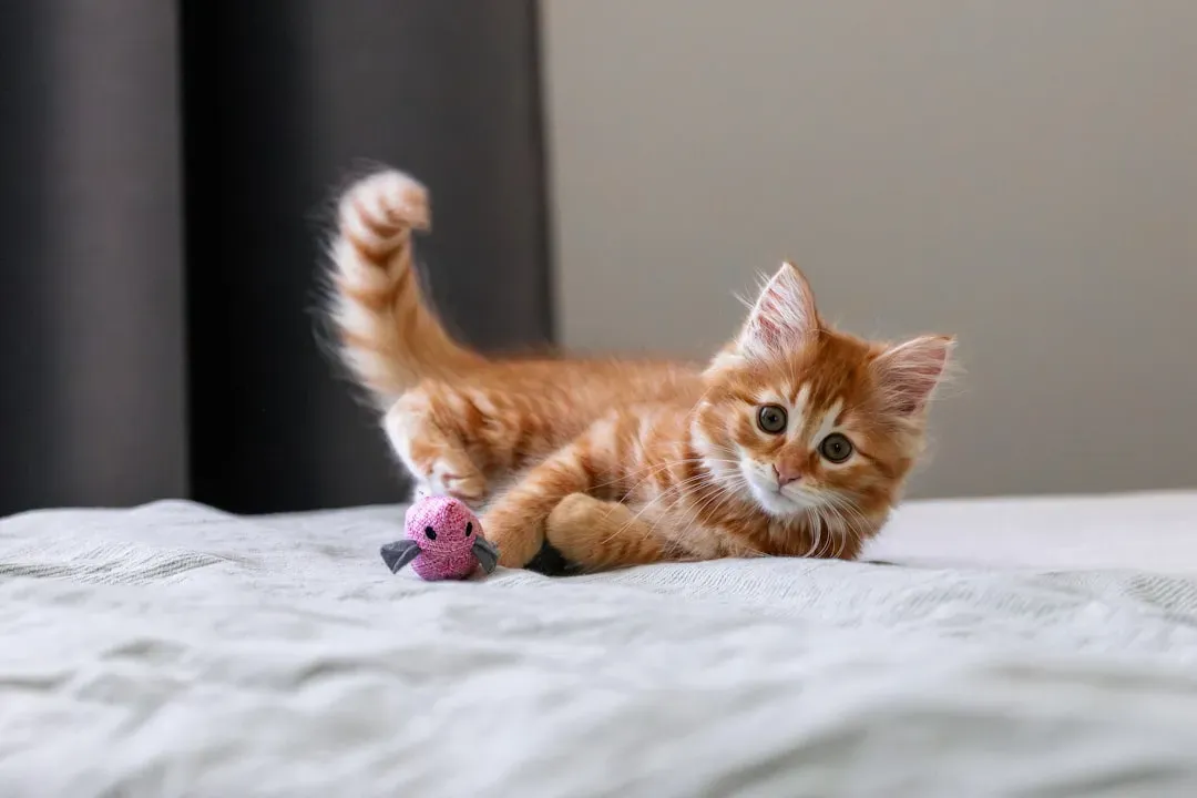 Reading Your Own Cat’s Version of the Behavior (Image Credits: Unsplash)