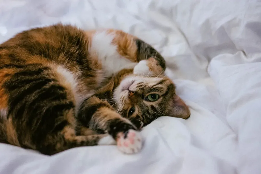 Why Your Cat Might Show Their Belly but Reject Your Hand (Image Credits: Unsplash)