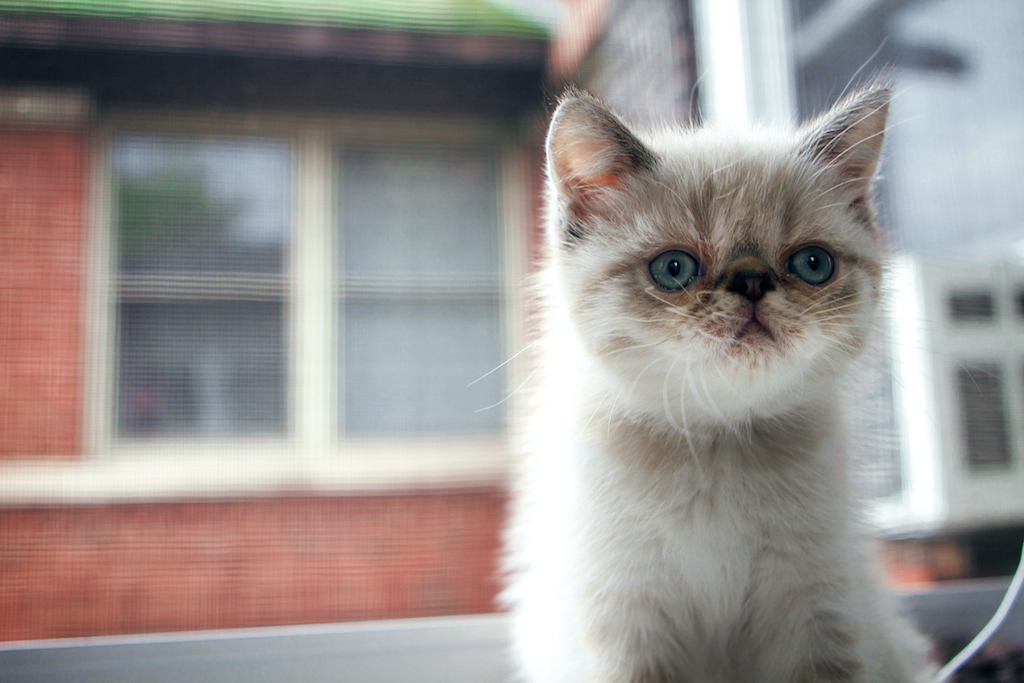Exotic Shorthair: The Easy-Going Charmer (Image Credits: Flickr)