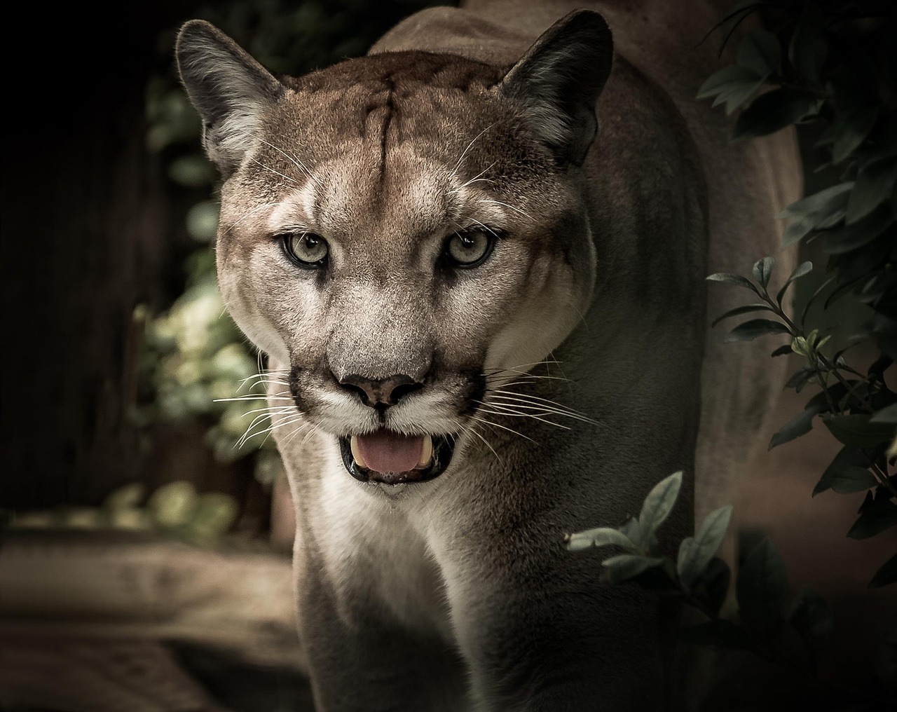 San Francisco Bay Area: Coastal Mountain Lions (Image Credits: Pixabay)