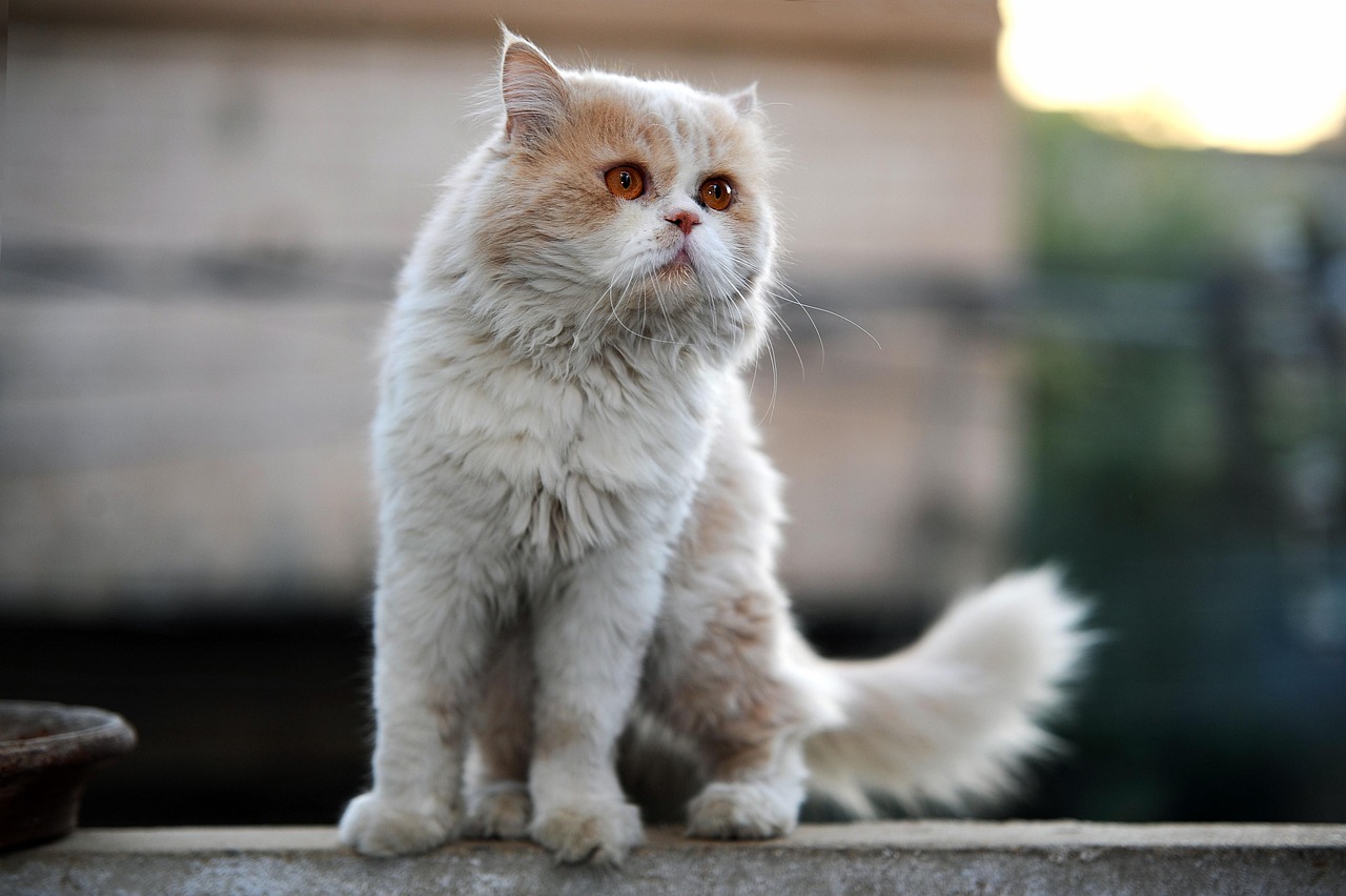 Persian Cat (Image Credits: Pixabay)