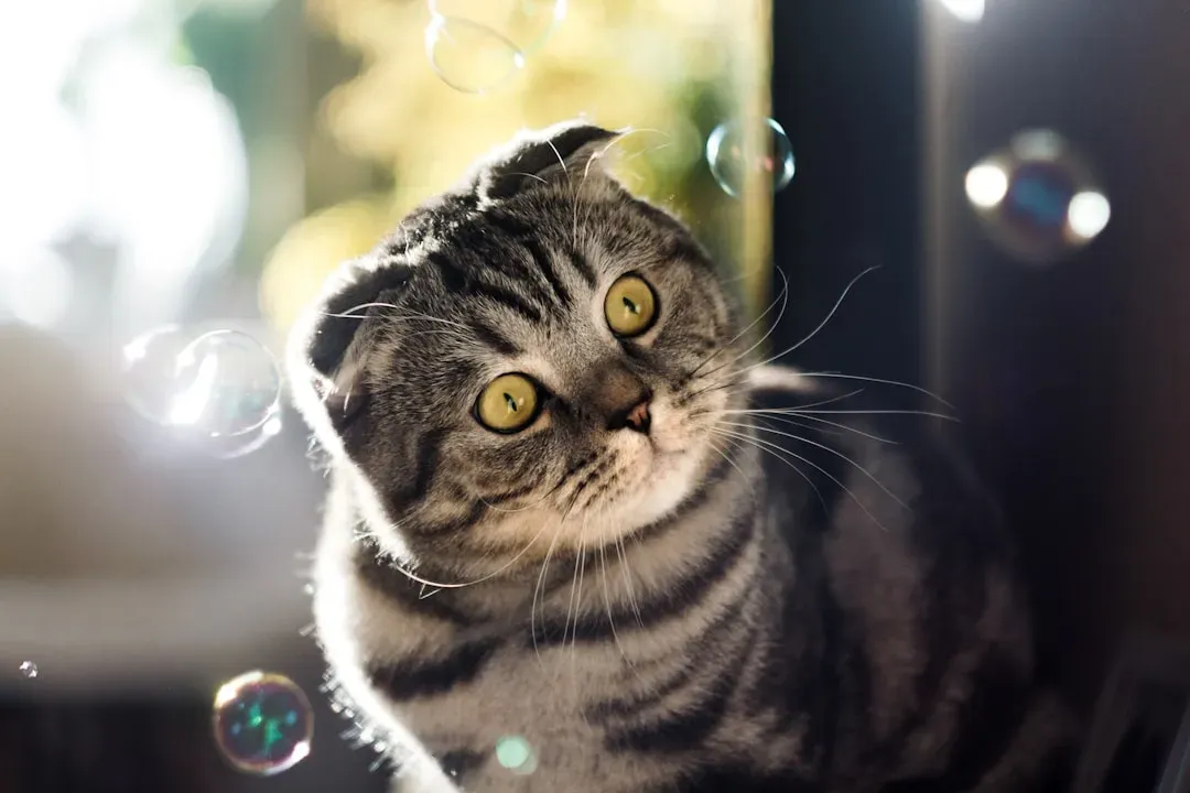 #11 - Scottish Fold (Image Credits: Unsplash)