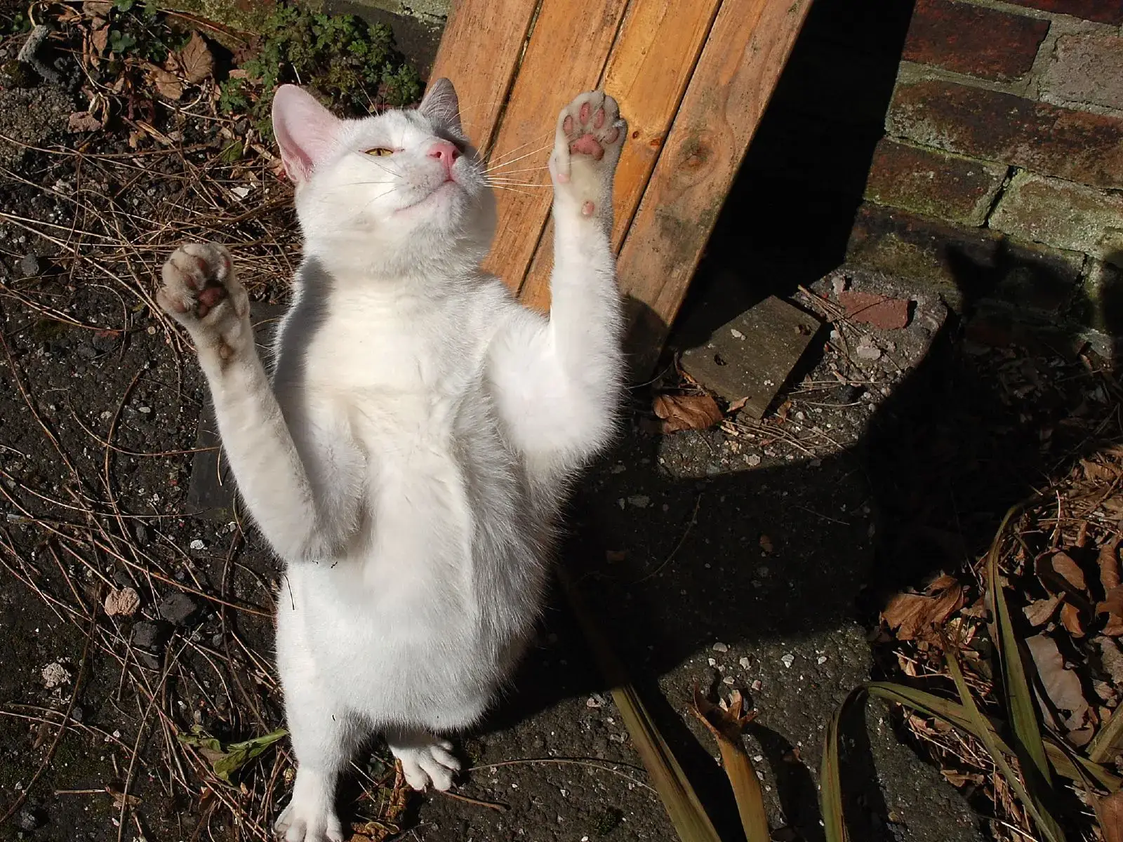 #15 - Standing Up Against Your Leg Is a Physical Escalation, Not Impatience (Boris the mime artist, CC BY 2.0)