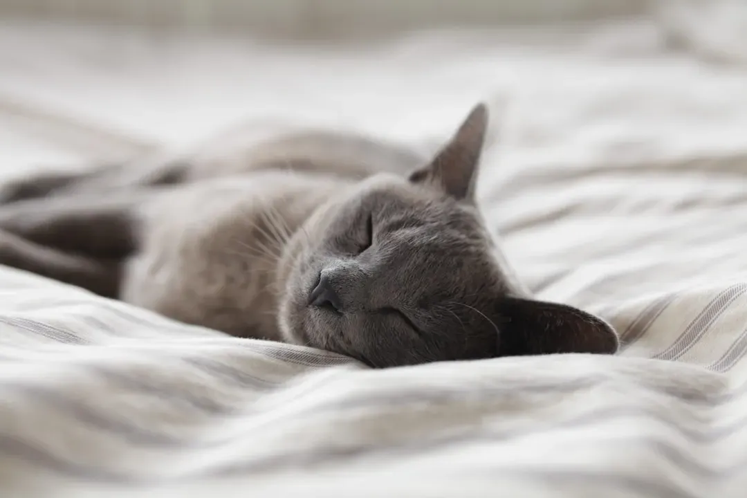 Conclusion: Your Cat’s Sleeping Choice Is a Quiet Window Into Its Heart (Image Credits: Unsplash)