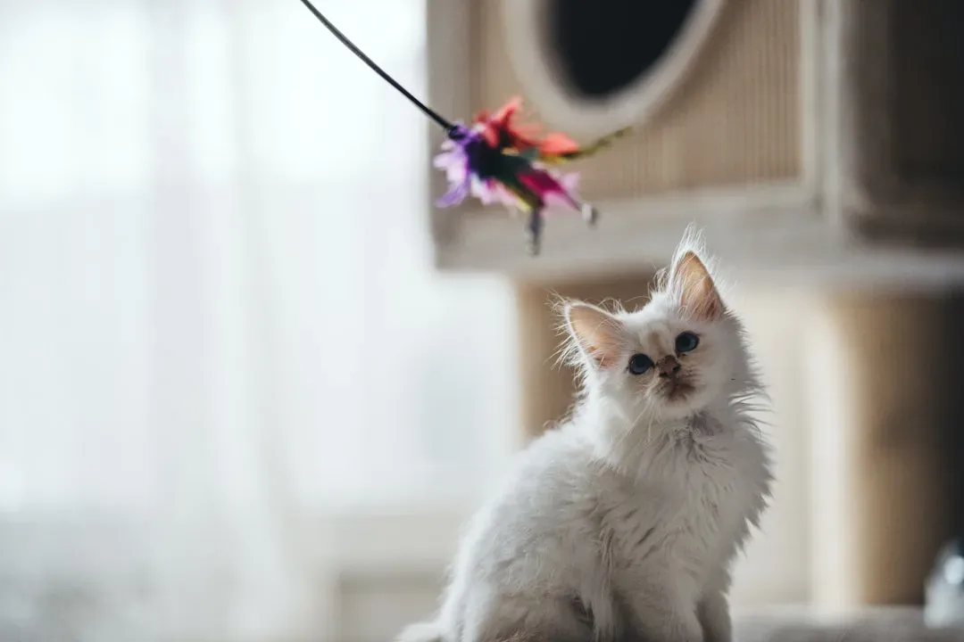 Moving the Toy Directly Toward Your Cat's Face (Image Credits: Unsplash)