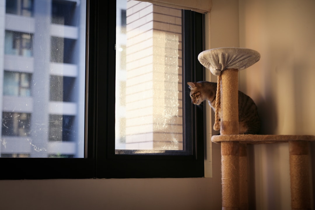 Elevated Window Perches: Their Personal Observatory (Image Credits: Unsplash)