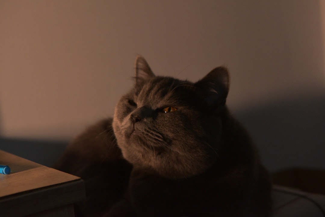 How Your Cat Reads Your Emotional State (Image Credits: Unsplash)