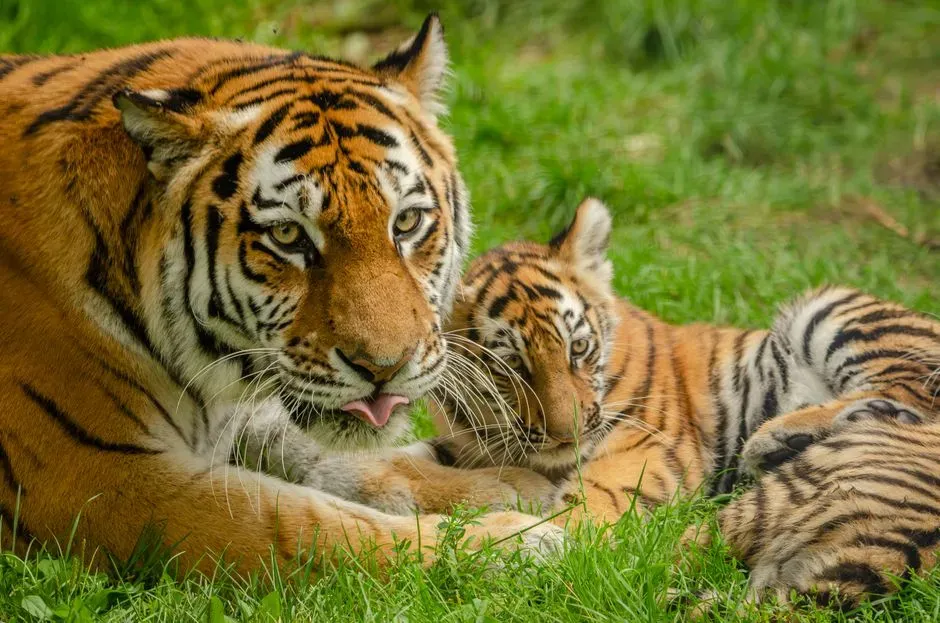 #3. No two tigers share the same stripe pattern (Image Credits: Pexels)