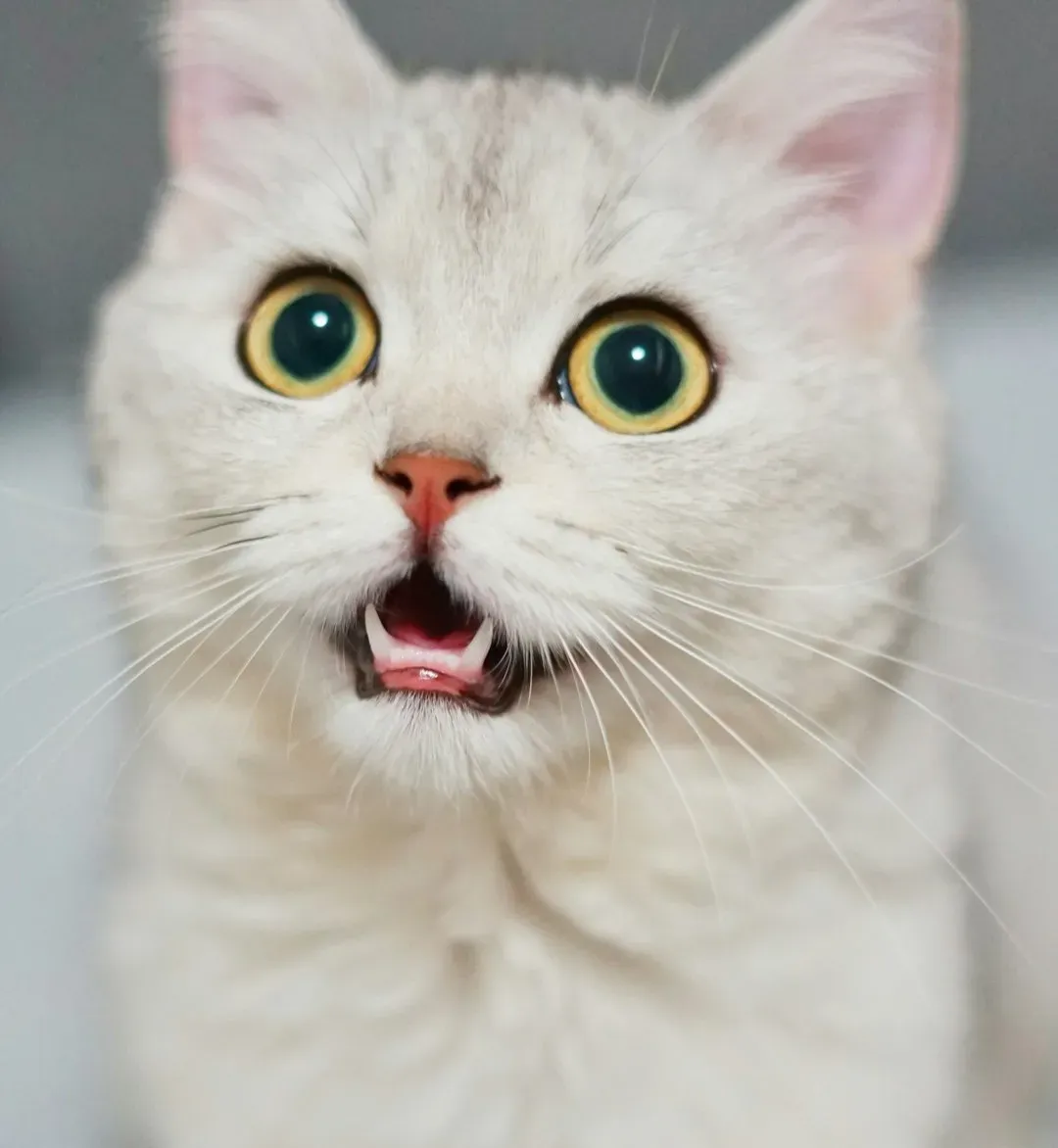 #14 - Doing a Full Investigation When the Cat Makes an Unusual Sound (Image Credits: Unsplash)