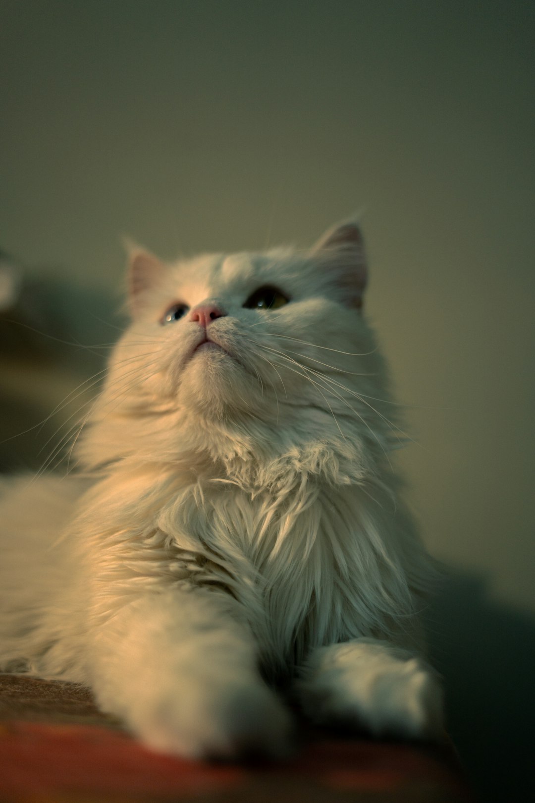 Persian Cats (Image Credits: Unsplash)