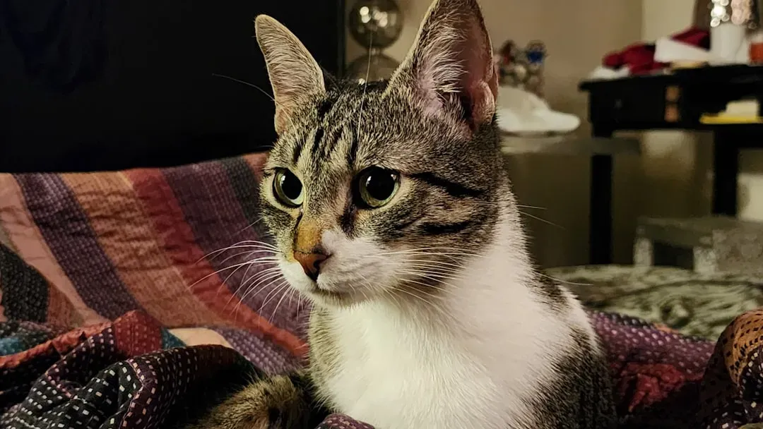 Gemini's Inconsistency Confuses Felines (Image Credits: Unsplash)