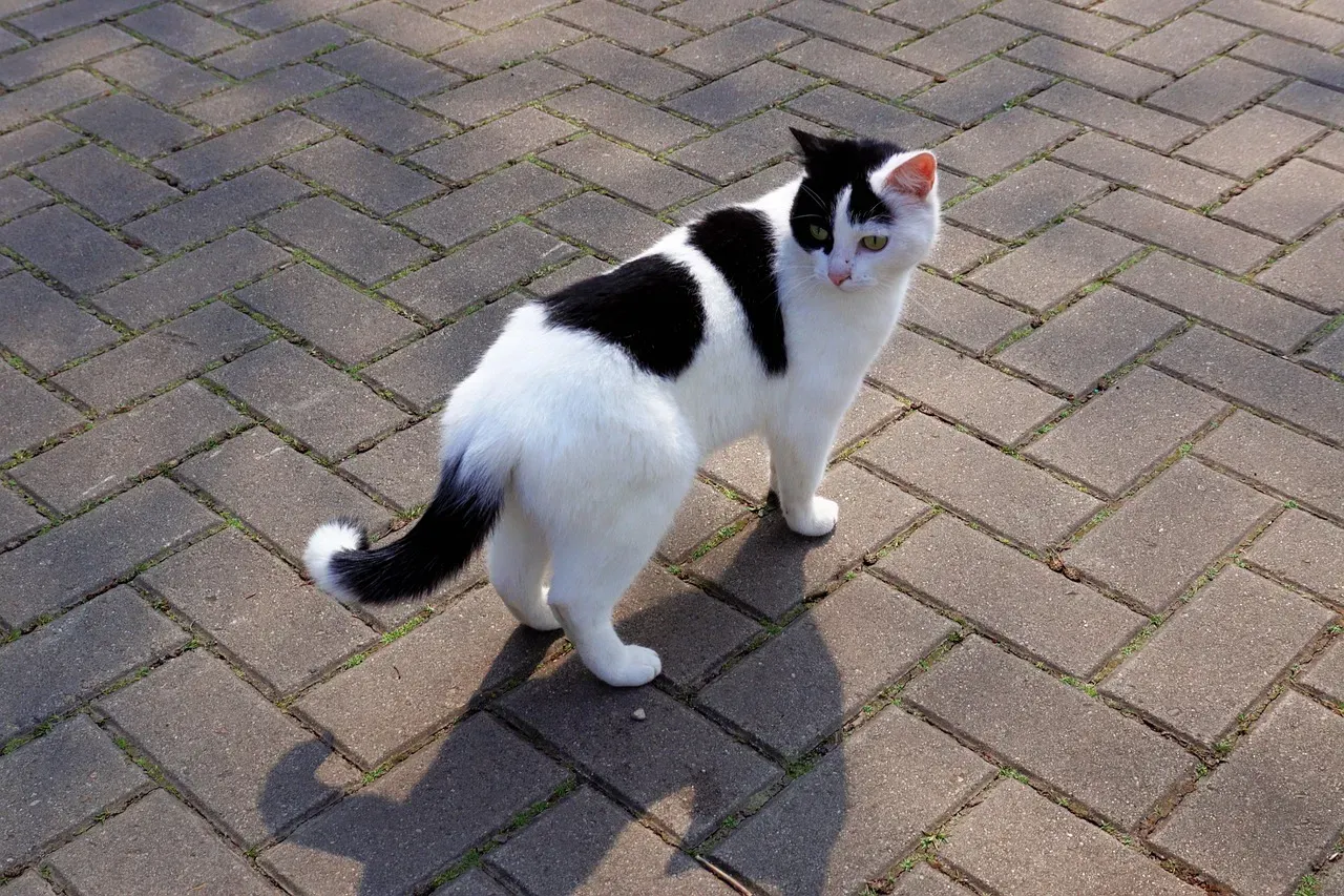 The Low-Hanging Tail of Anxiety (Image Credits: Pixabay)