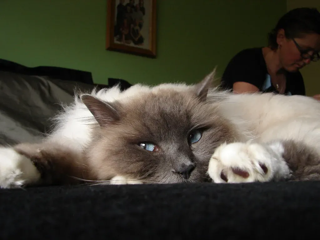 Balinese Cat (Image Credits: Flickr)