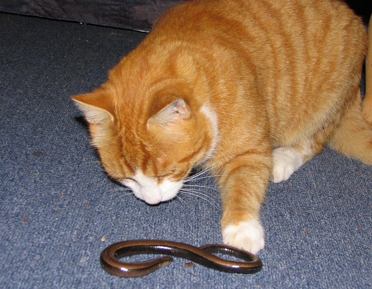 Reptiles and Lizards (Image Credits: Pixabay)