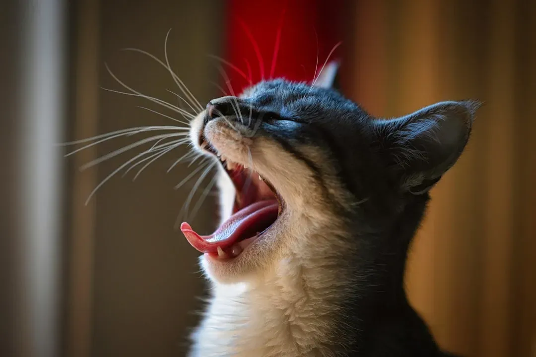 Excessive Vocalization Means Something (Image Credits: Unsplash)