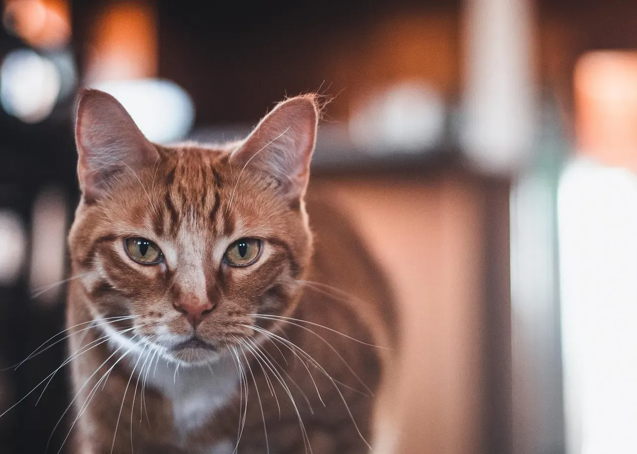 Male Cats and Personality Affect Scent Recognition (Image Credits: Pixabay)