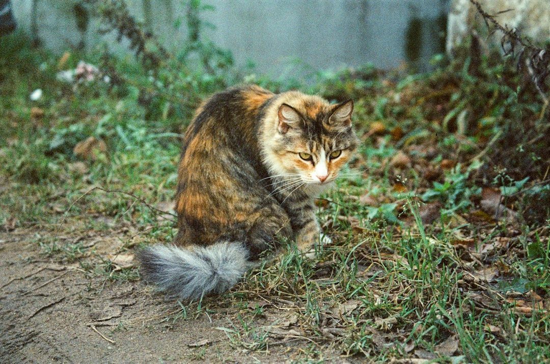 Genetic Links to Wild Ancestors (Image Credits: Unsplash)