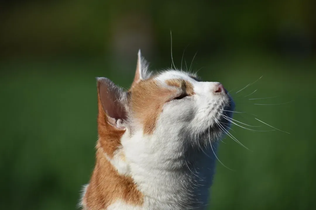 Conclusion: Listen to Your Cat With New Ears (Image Credits: Unsplash)