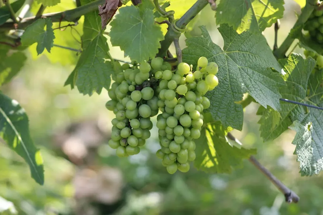 3. Grapes, Raisins, and Foods Baked with Them (Image Credits: Unsplash)