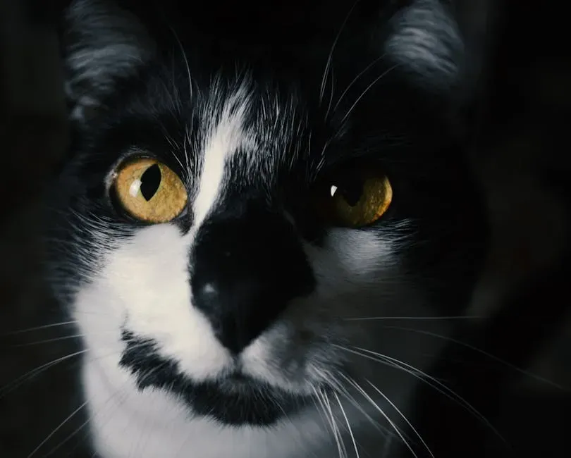 Early Life Experiences Shape Your Cat's Gaze for Life (Image Credits: Pexels)