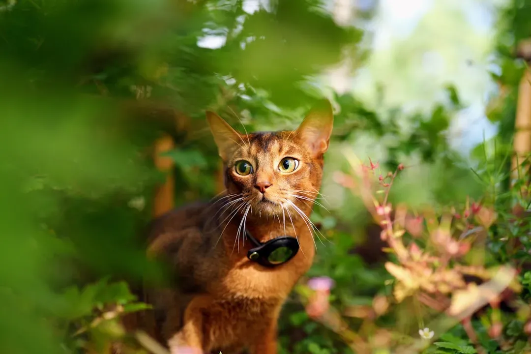 9. Abyssinian Cats: Hyperactive Explorers Requiring Constant Entertainment (Image Credits: Unsplash)