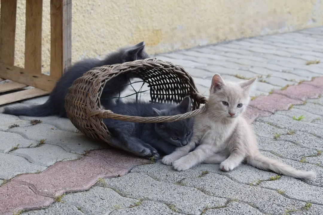 The Laundry Basket: Warm, Scented, and Perfectly Cozy (Image Credits: Unsplash)