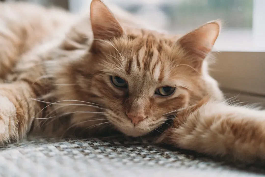 Boredom Is a Behavior Problem in Disguise (Image Credits: Unsplash)